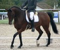 Victoire genevoise à L’Intercantonal de dressage