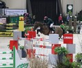 1er jour de compétition au 54eme CHI de Genève