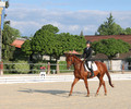 Dressage à Crête