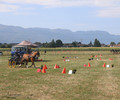 Championnats Romands d’Attelage à Collex.