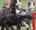 Echo du Week-end: Attelage Championnat Romand poneys