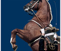 Recherche cavaliers pour Cadre Noir de Saumur à Genève