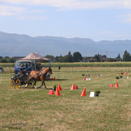 Championnats Romands d'Attelage 2024 - Collex